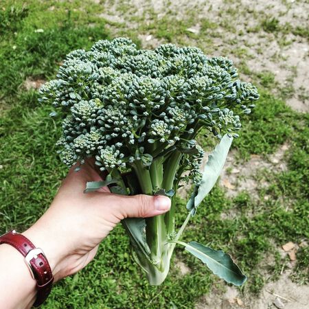 Waltham 29, Broccoli Seeds - Packet image number null